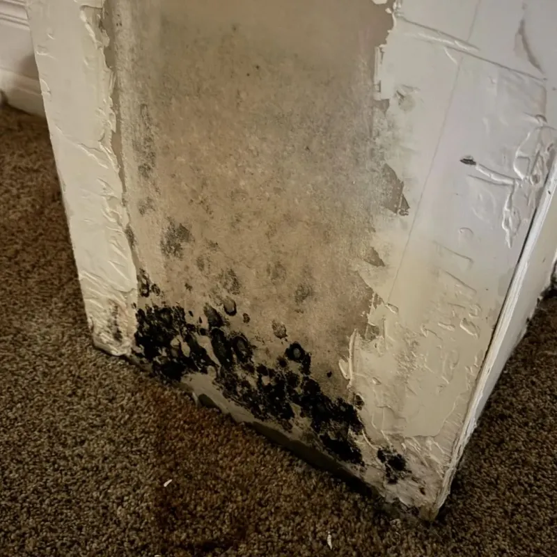 Professional Mold Removal in Walpole, MA